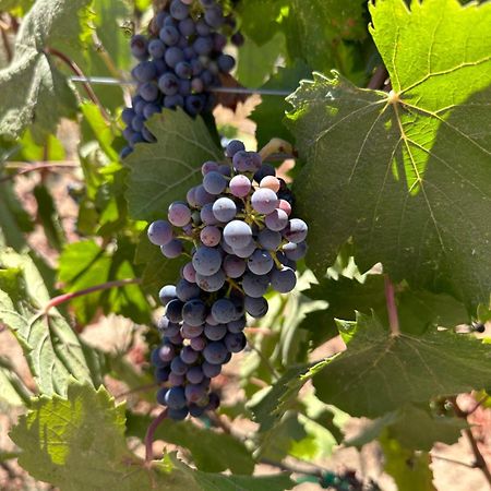 Sol Del Valle 장크트 고아르스하우젠 외부 사진